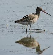 Black-tailed Godwit