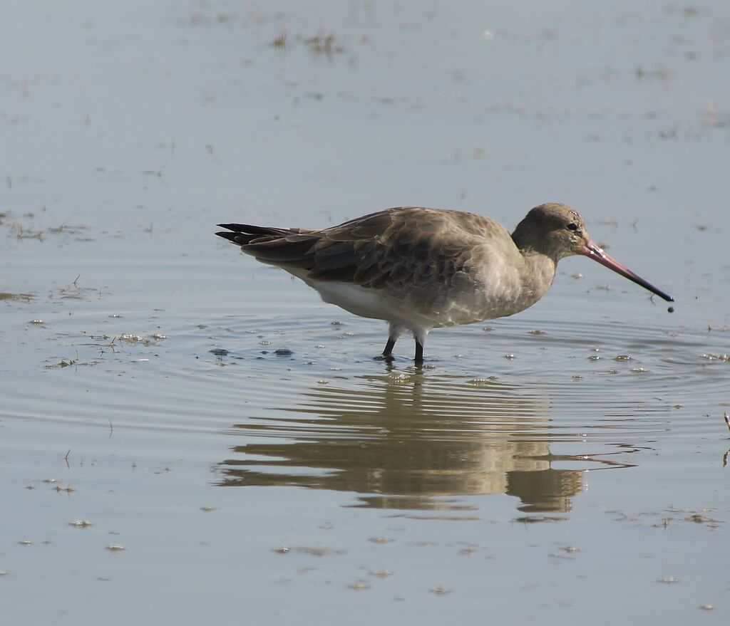 Black-tailed Godwitadult post breeding, identification