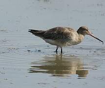 Black-tailed Godwit