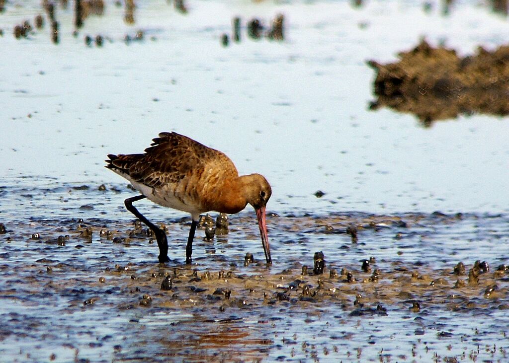 Black-tailed Godwit male adult, identification