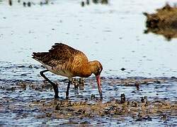 Black-tailed Godwit