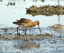 Black-tailed Godwit