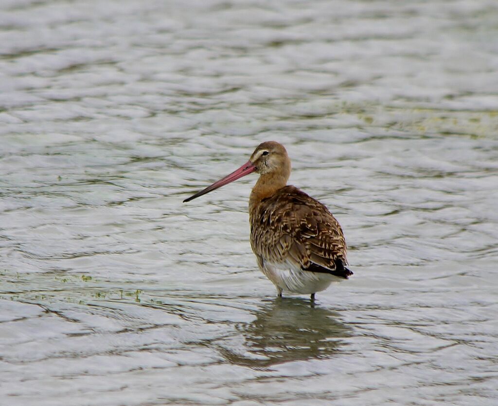 Black-tailed Godwitadult post breeding, identification