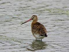 Black-tailed Godwit