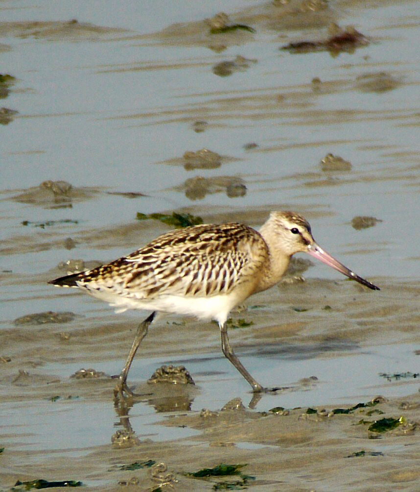 Bar-tailed Godwit, identification