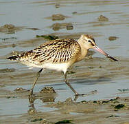 Bar-tailed Godwit