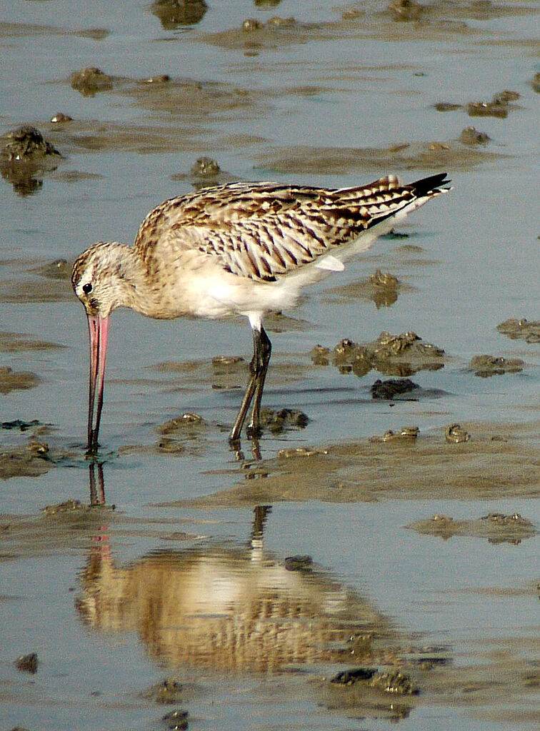 Bar-tailed Godwit, identification