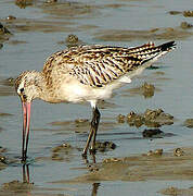 Bar-tailed Godwit