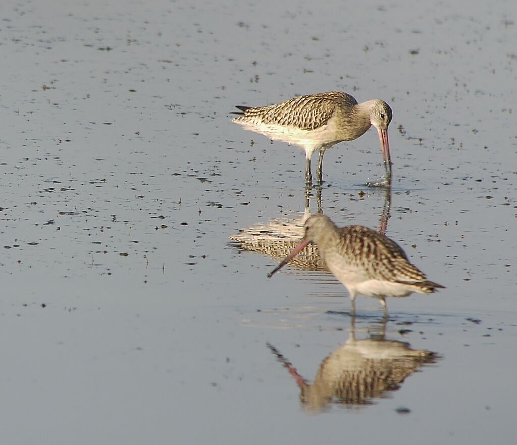 Bar-tailed Godwit