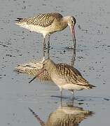 Bar-tailed Godwit