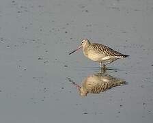 Bar-tailed Godwit