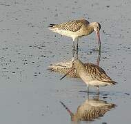 Bar-tailed Godwit