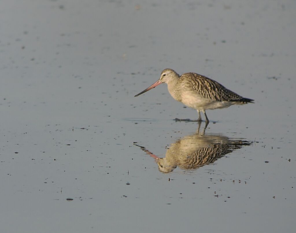 Bar-tailed Godwit