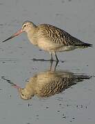 Bar-tailed Godwit