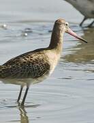 Bar-tailed Godwit