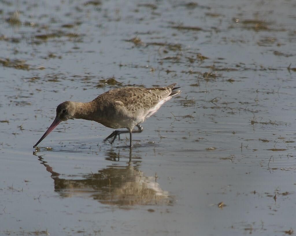 Bar-tailed Godwitadult post breeding