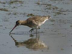 Bar-tailed Godwit