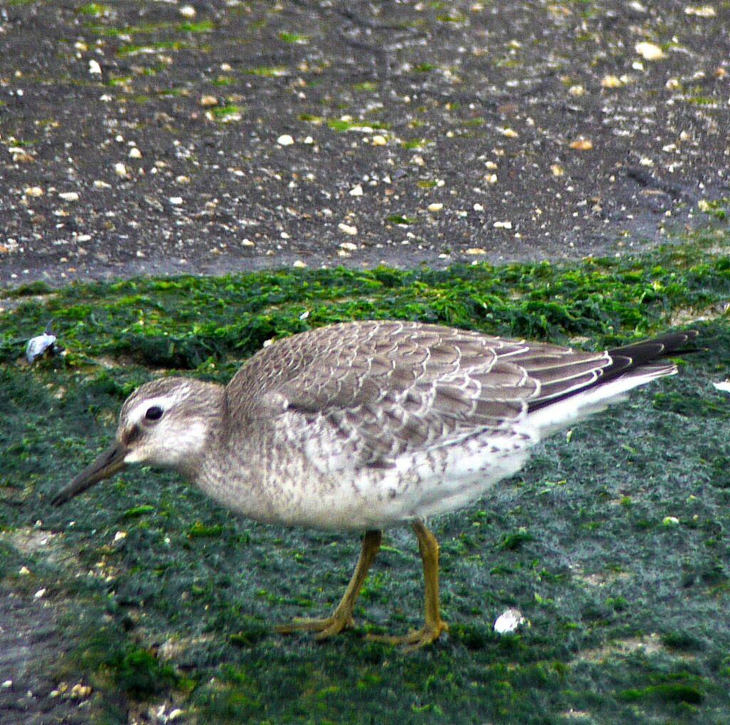 Bécasseau maubèche, identification