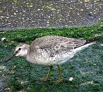 Red Knot