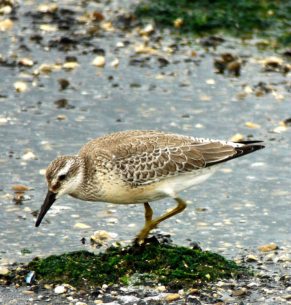 Red Knotjuvenile, identification