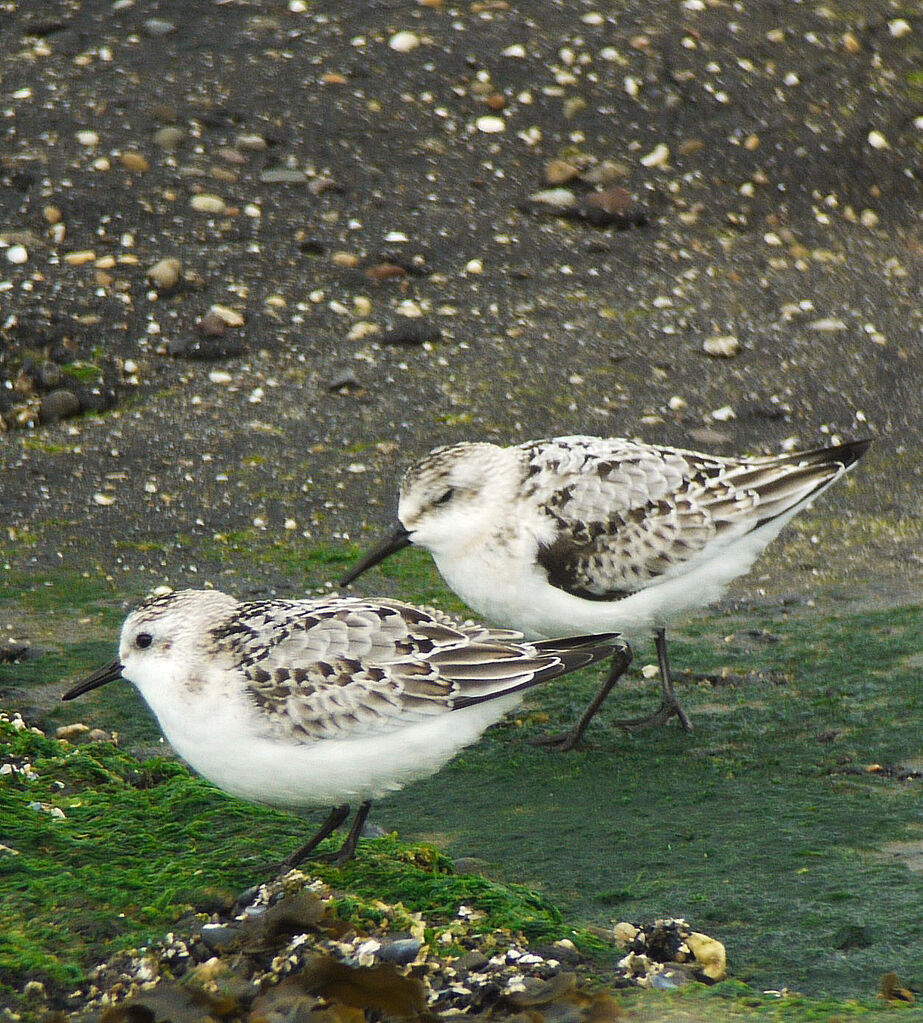 Sanderling, identification