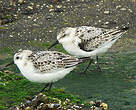 Bécasseau sanderling