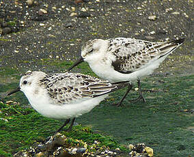 Bécasseau sanderling