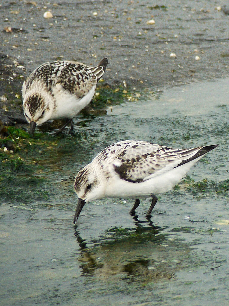 Sanderling, identification