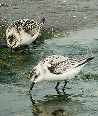 Bécasseau sanderling