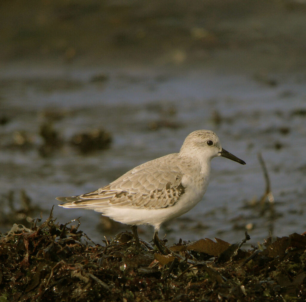 Sanderling, identification