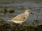 Bécasseau sanderling