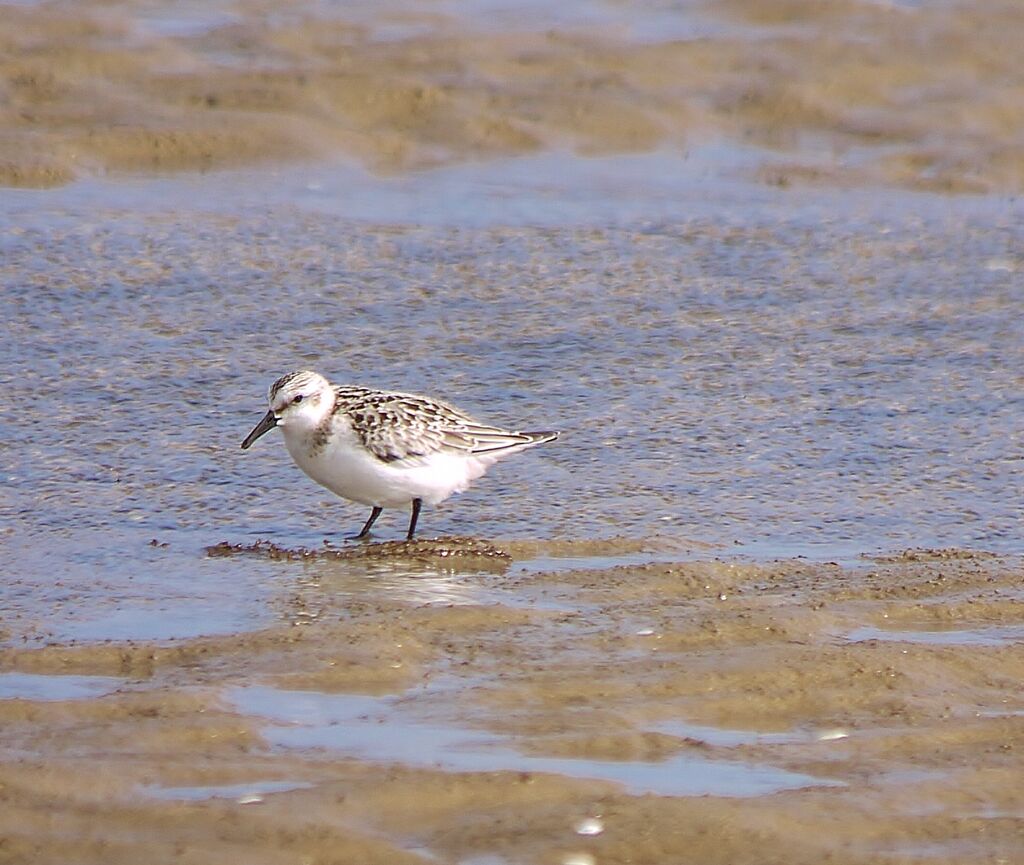 Sanderlingadult post breeding, identification