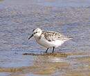 Bécasseau sanderling