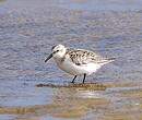 Bécasseau sanderling