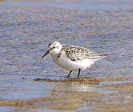 Bécasseau sanderling