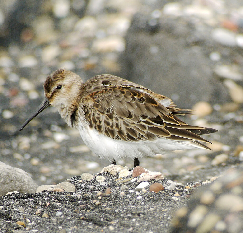 Dunlin, identification