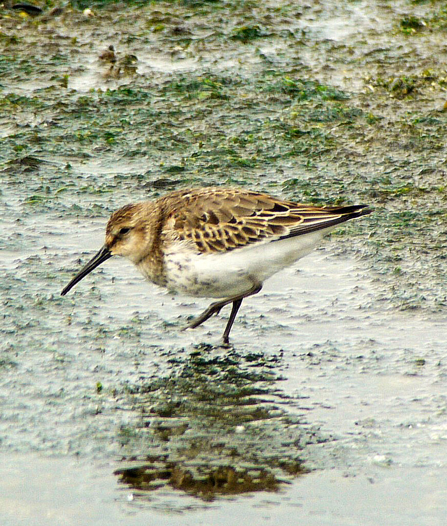 Dunlin, identification