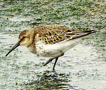 Dunlin