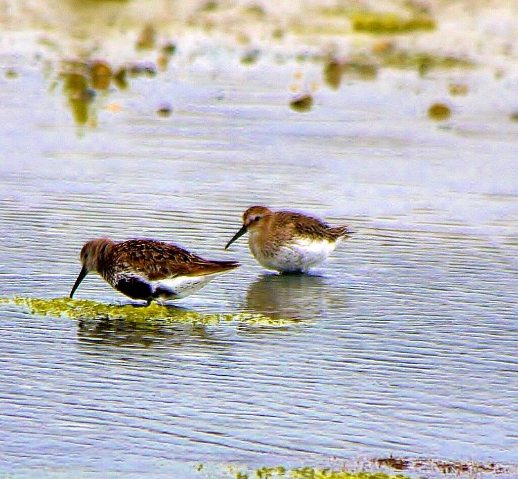 Dunlin male adult breeding