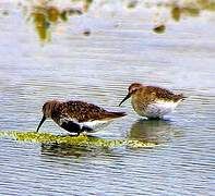 Dunlin