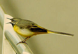 Grey Wagtail