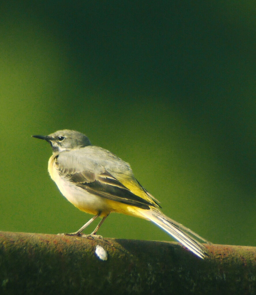 Grey Wagtailadult breeding, identification