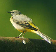 Grey Wagtail