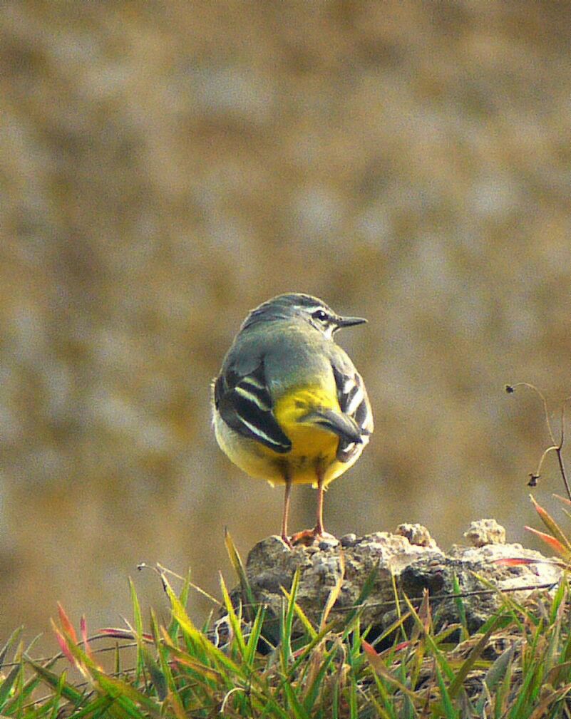 Grey Wagtail male adult breeding, identification