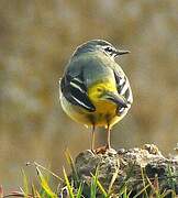 Grey Wagtail