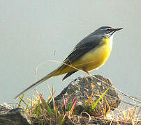 Grey Wagtail