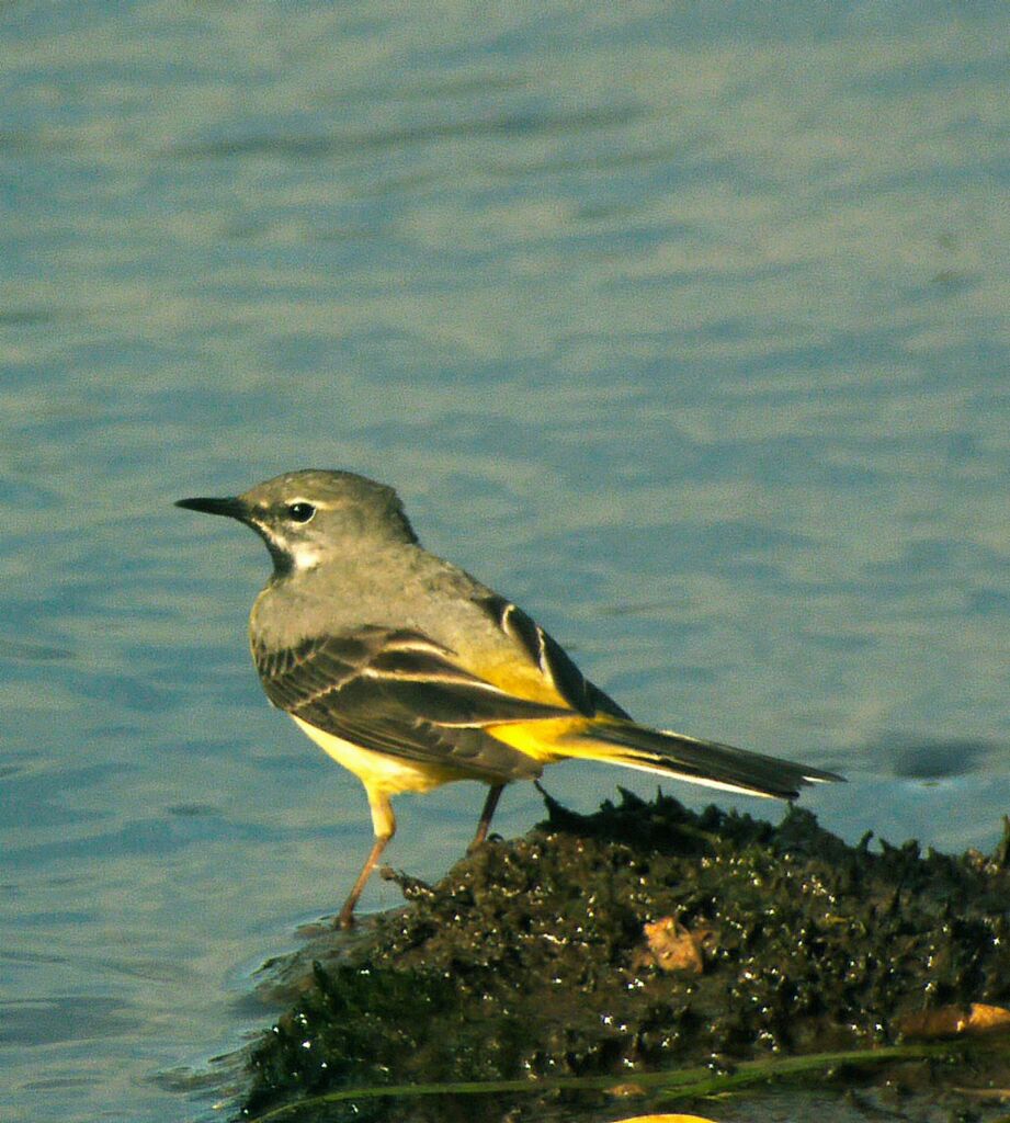 Bergeronnette des ruisseaux mâle adulte nuptial, identification