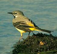 Grey Wagtail