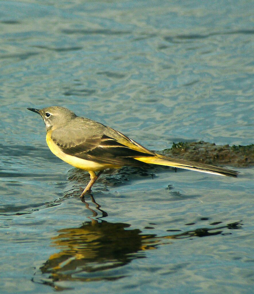 Bergeronnette des ruisseauxadulte nuptial, identification