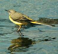 Grey Wagtail